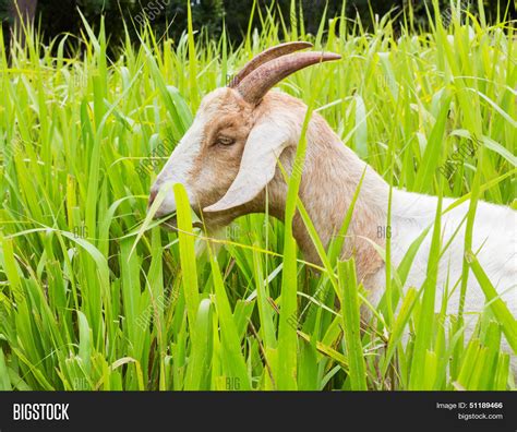 Goat Eating Grass Image And Photo Free Trial Bigstock