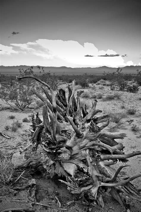 Desert Roots Photograph By Robert J Caputo Fine Art America
