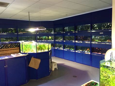 Cheddar Maidenhead Aquatics Fish Store Review Tropical Fish Site