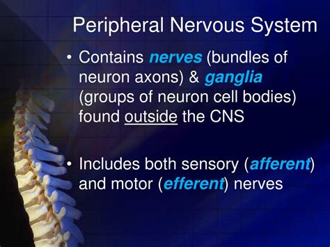 Ppt General Anatomy Of Peripheral Nervous System Powerpoint My Xxx