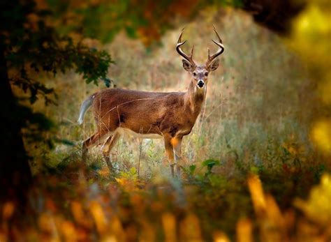 Jul 05, 2021 · wallpaper; Whitetail Deer Backgrounds - Wallpaper Cave