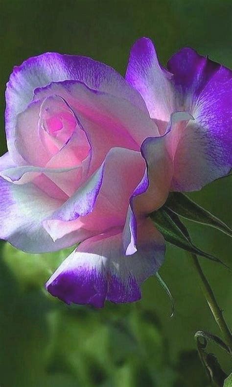 Purple And Pink Rosepretty 1000 Knockout Rose Tree Knockout