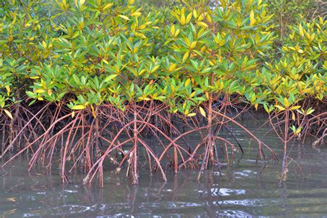 Mangrove Plants Stock Image Image Of Nature Vacation 33437955