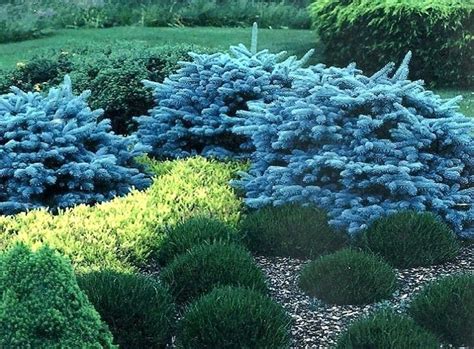 Small Evergreen Shrubs For Landscaping Common Name Dwarf Globe Blue