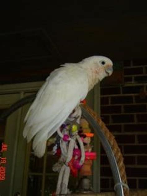 He just loves to dance and sing to just about any song you play. Goffin Cockatoo #90931 for sale in Dawsonville, GA