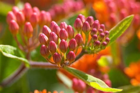 Incoordination, tremors, drooling, seizures, possible respiratory problems. The 15 Most Common Poisonous Plants for Dogs
