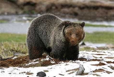 Yellowstone Grizzly Bears Just Lost Federal Protections