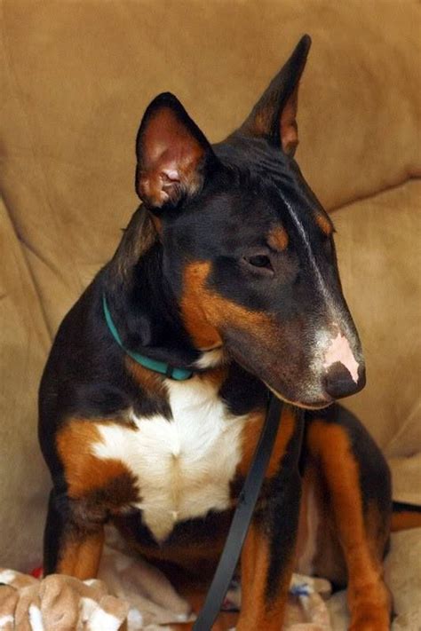 We did not find results for: Pin by Candy Hoekstra on ♔ ♔ Les chiens / The Dogs ...