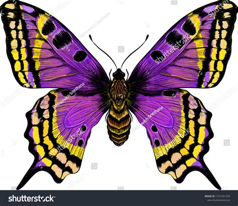 207130 Purple Butterfly Images Stock Photos And Vectors Shutterstock
