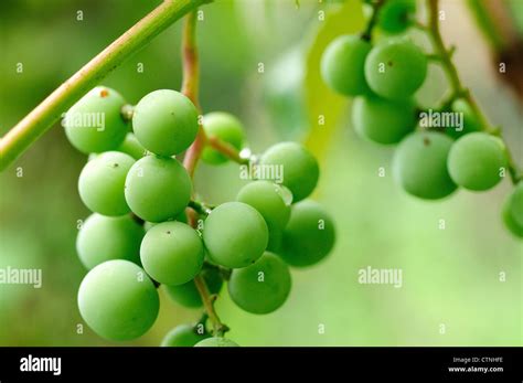 Green Concord Grapes Growing On Vine Stock Photo Alamy