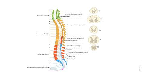 The Spinal Cord Normal Anatomy E Anatomy