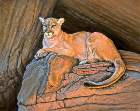Cougar Painting By Paul Krapf Fine Art America