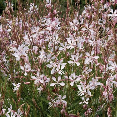 A north american wildflower, now widely grown across the continent. Gaura Lindheimerova ´SPARKLE WHITE®´ kont. 0,5 l | E-shop ...