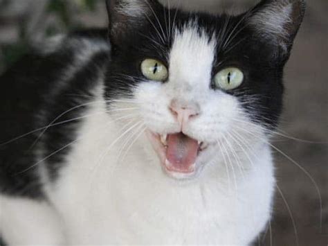 One of the most regular complaints from cat owners, is of their cat's loud 'crying' in the middle of the night. 5 Ways Your Cat Shows She Loves You - Cats Herd You