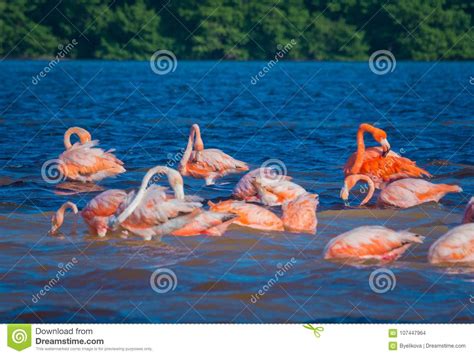 Pink Flamingos In Celestun Mexico Stock Photo Image Of Orange