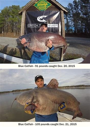 Blue Catfish State Record Broken — Twice In Less Than 24 Hours By The