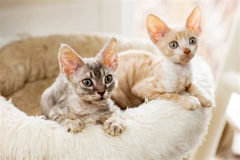 10 Hairless And Short Haired Cat Breeds That Wont Leave Fur Everywhere