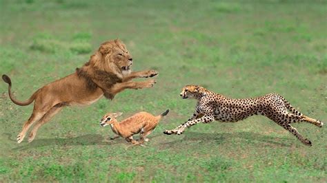 Race Tiger Vs Lion Cheeta Vs Sheer Lion Hunnting Tiger Youtube