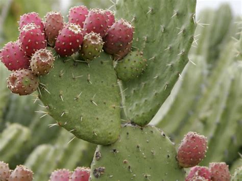 The pad of the cactus (nopalitos). Place of the Prickly Pear Cactus | World of Succulents