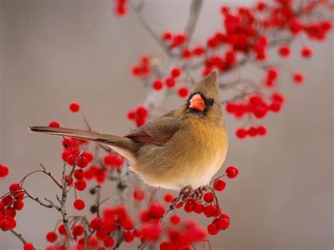 41 Free Winter Birds Desktop Wallpaper