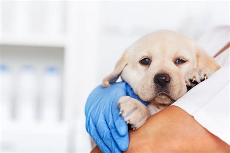 LifeLearn ClientEd fully integrates with Shepherd veterinary software
