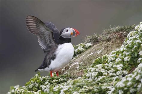 Icelands Adorable Atlantic Puffin The Cutest Bird Of The North