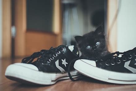 The dosage is not set so you. B12 Deficiency in Cats: The Role of the Gut | AnimalBiome®