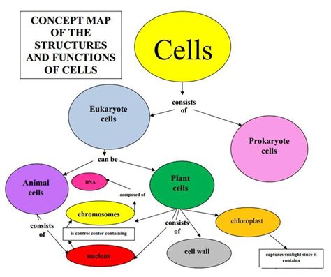 Concept Map Cell Structures Map Of Western Hemisphere