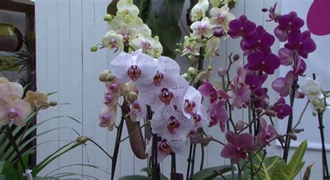 Factsheet On Phalaenopsis Orchid Natural Habitat