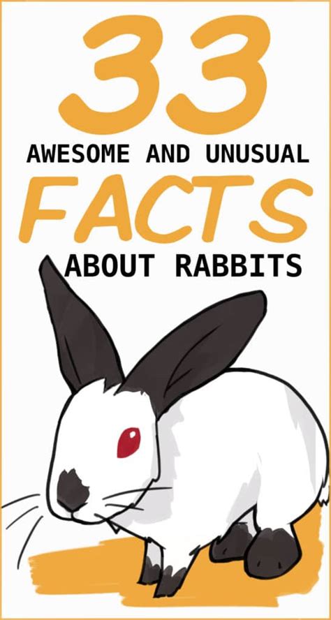 33 Awesome Rabbit Facts To Impress Your Friends