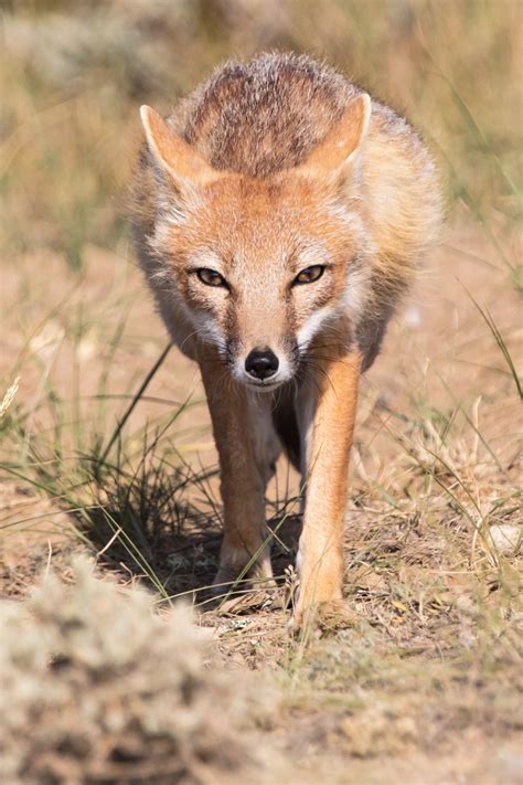 Wyoming Swift Fox
