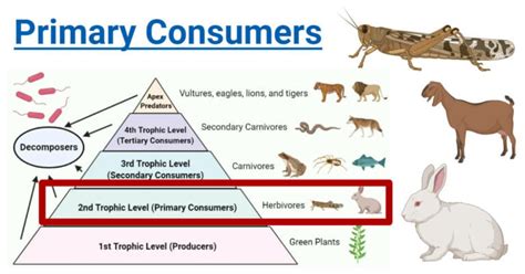Primary Consumers Definition Food Chain Examples Roles