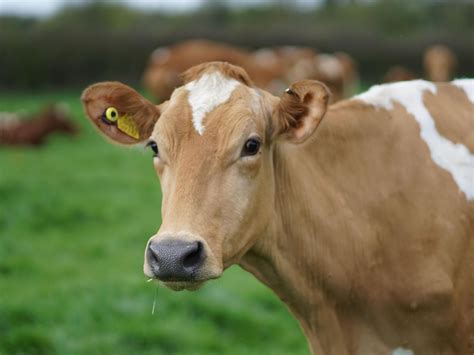 Download in under 30 seconds. Could cows help reverse the effects of climate change ...