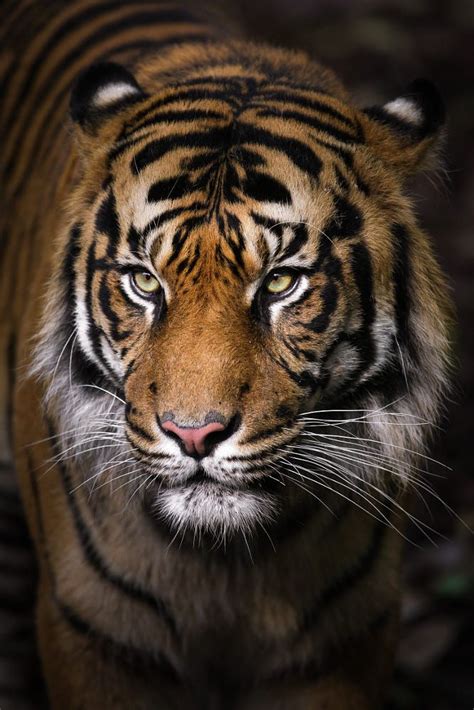 Tiger Portrait By Gemma Ortlipp 500px Tiger Photography Sumatran