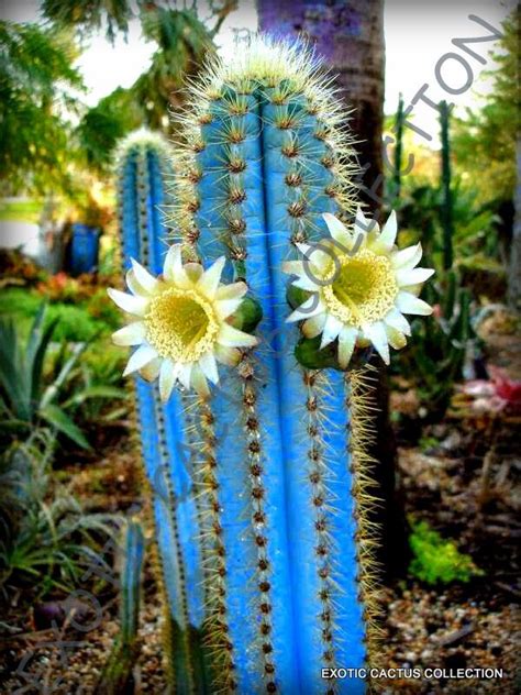 Rare Pilosocereus Purpureus J Exotic Color Columnar Cacti Cactus Seed