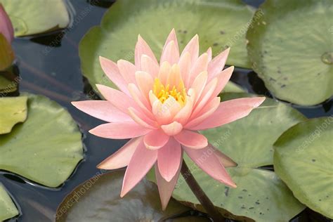 Nymphaea Sunny Pink Stock Image C0239513 Science Photo Library