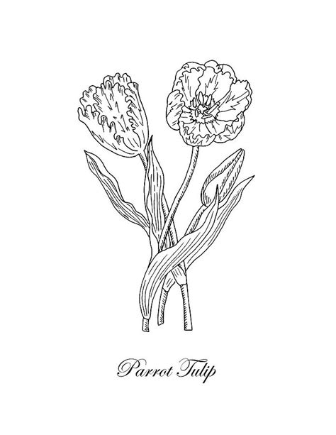 Parrot Tulips Botanical Drawing Black And White Drawing by ...