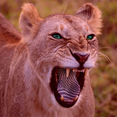 Carnivorous consequences | Animals, Carnivorous, Lion
