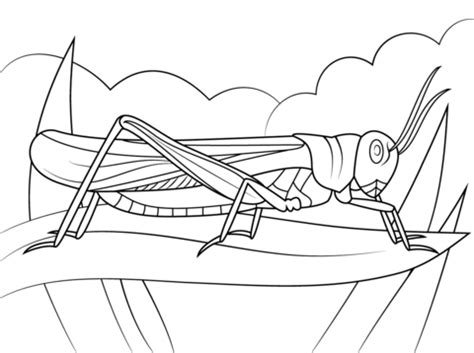 rocky mountain locust coloring page  printable