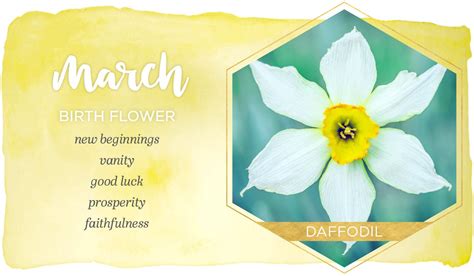 March Birth Flower Daffodil March Birth Flowers Birth