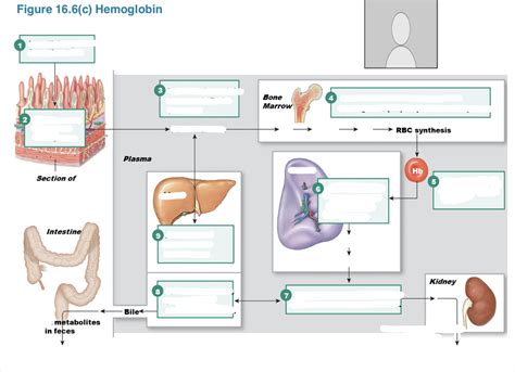 Hemoglobin Diagram Quizlet