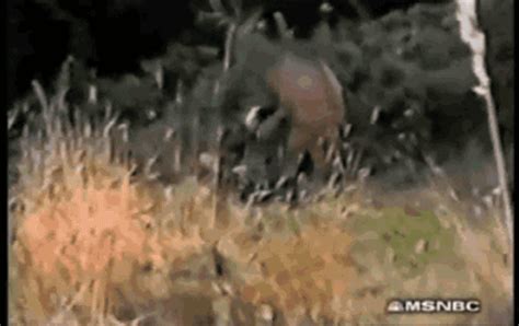 Deer  Find And Share On Giphy