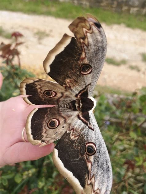Foto NajveĆi Europski Leptir Snimljen U Istri Raspon Krila Mu Je 15