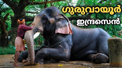 ഗുരുവായൂർ ഇന്ദ്രസെൻ 😍 Guruvayur Indrasen Elephant ️🐘 Kerala Top