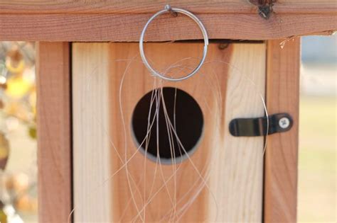 Diy sparrow trap tutorial (aka the repeating funnel trap). How to Sparrow-Proof a Bluebird House (with Pictures ...