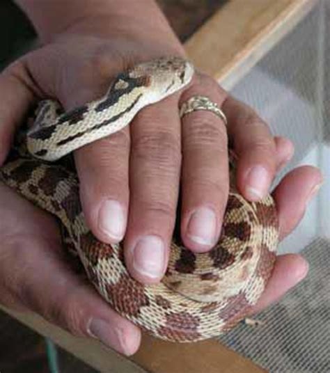 The 4 Best Breeds Of Snakes To Have As Pets Pethelpful