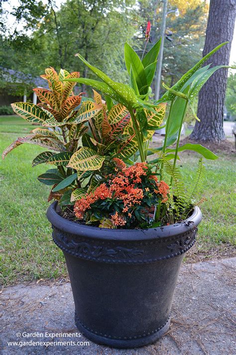 Container Garden For Amazing Fall Color