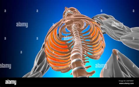 Innermost Intercostal Muscle Anatomy For Medical Concept 3d
