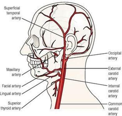Clinically, surface anatomy is used to split the neck into anterior and posterior triangles which provide clues as to the location of specific structures. 32 Arteries Of The Head And Neck Diagram - Wiring Diagram Database