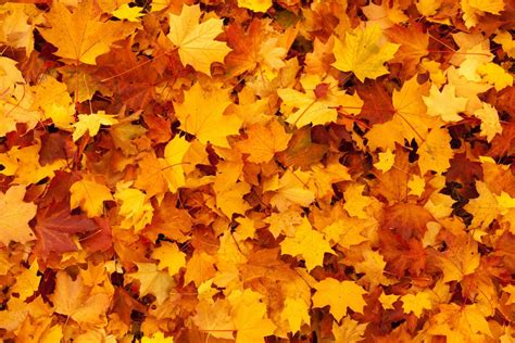 Free Images Nature Branch Texture Fall Foliage Orange Pattern